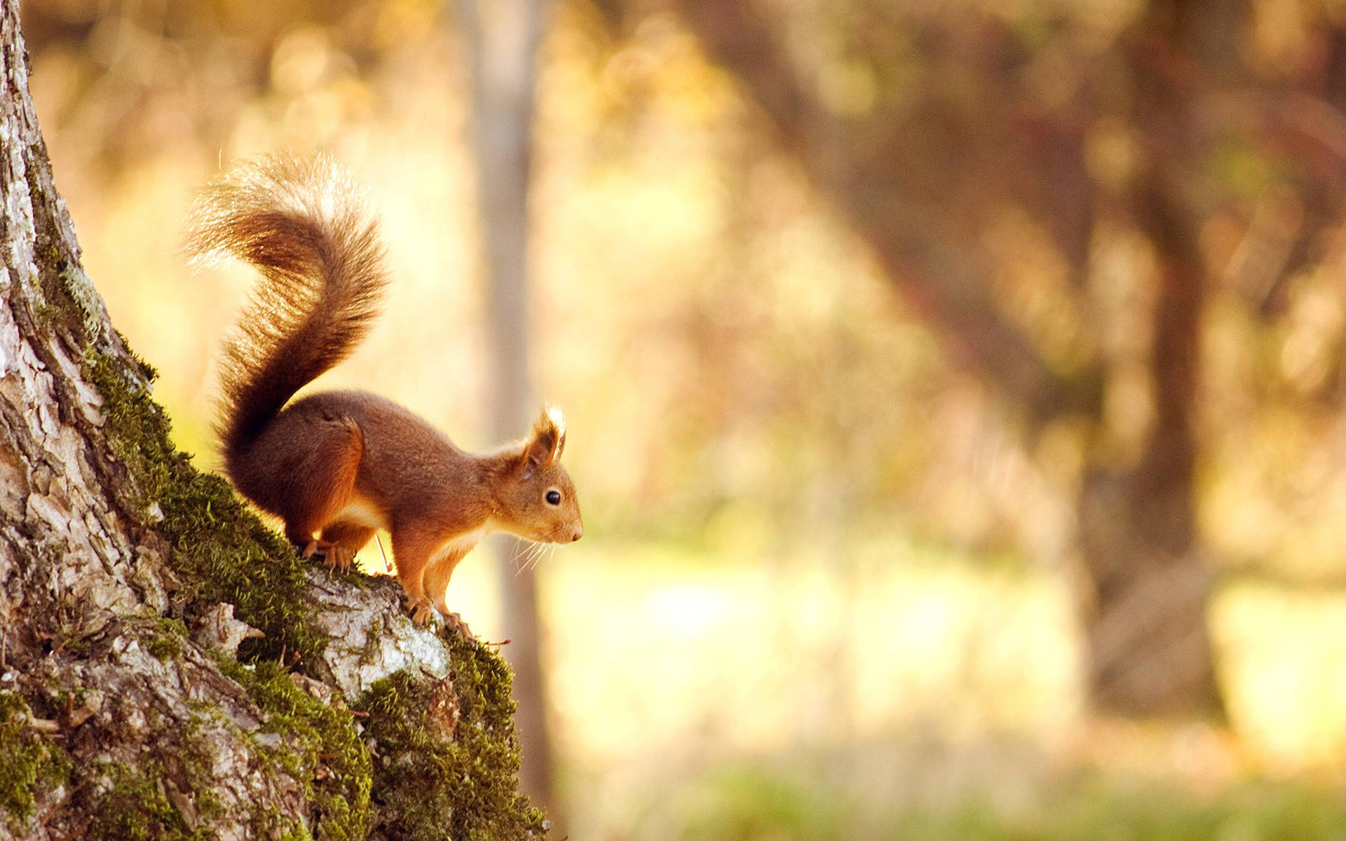 Squirrel On Mossy Tree Trunk