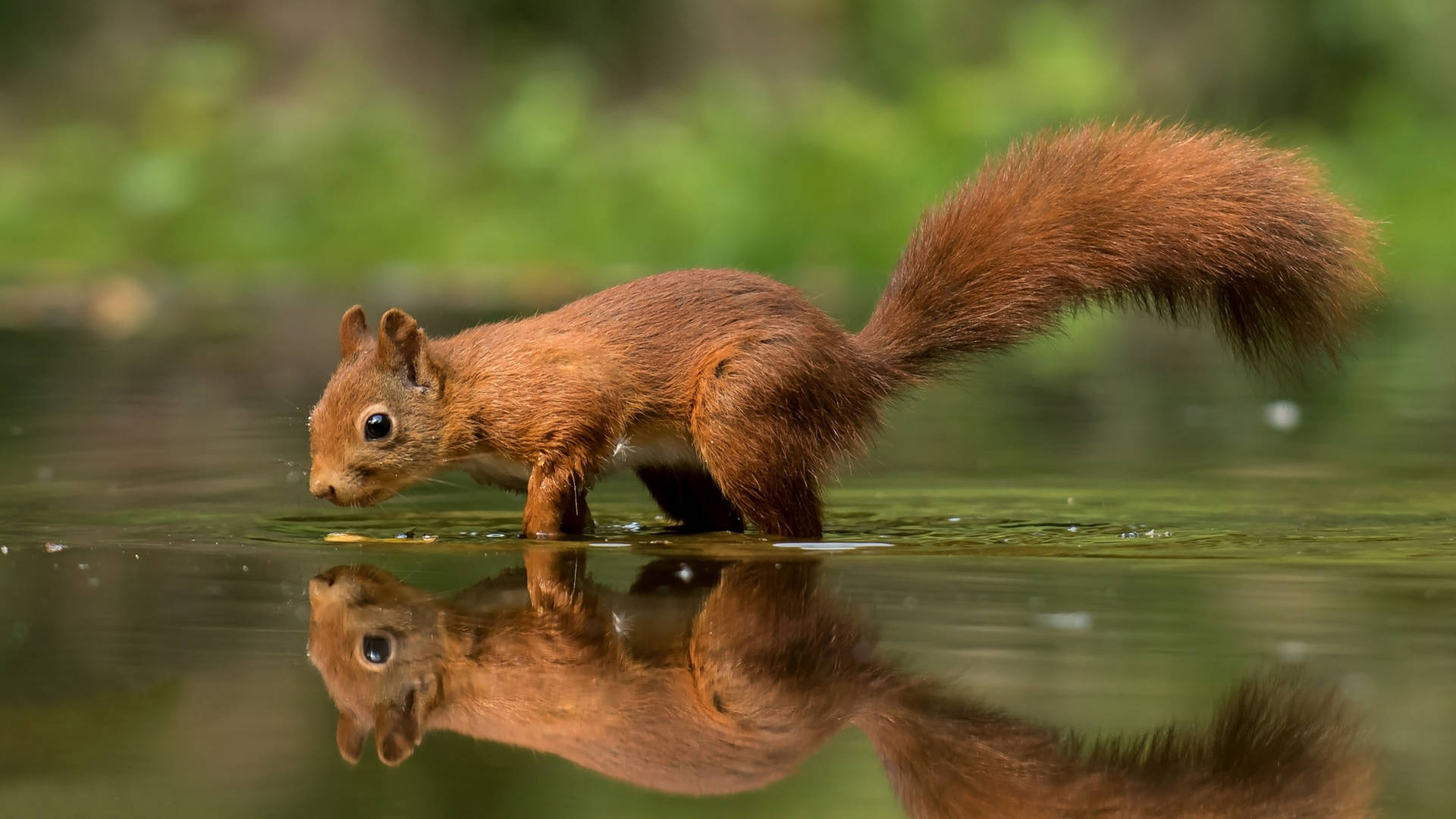 Squirrel On Water Wallpaper