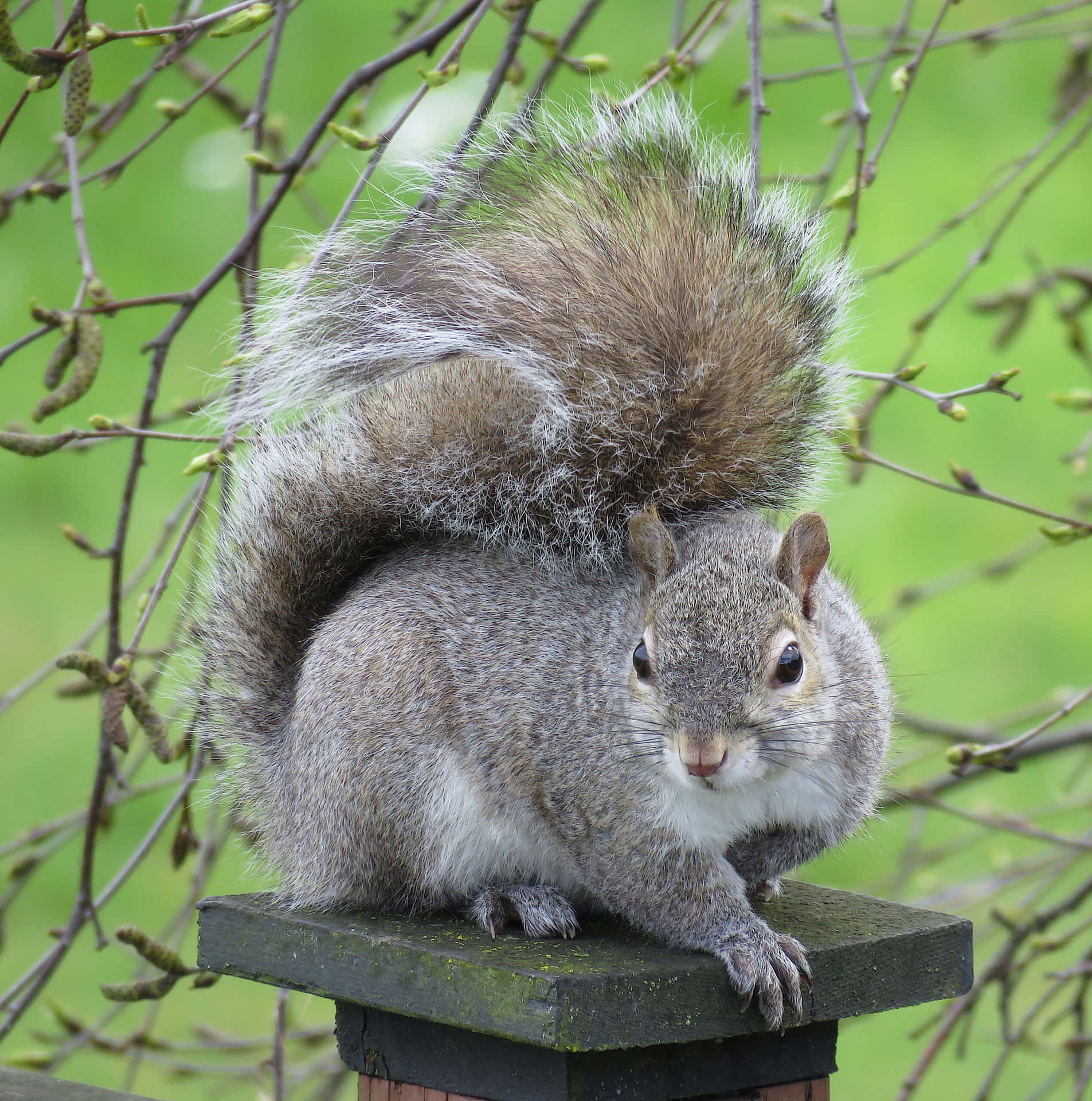 Adorable Squirrel Enjoying A Nut