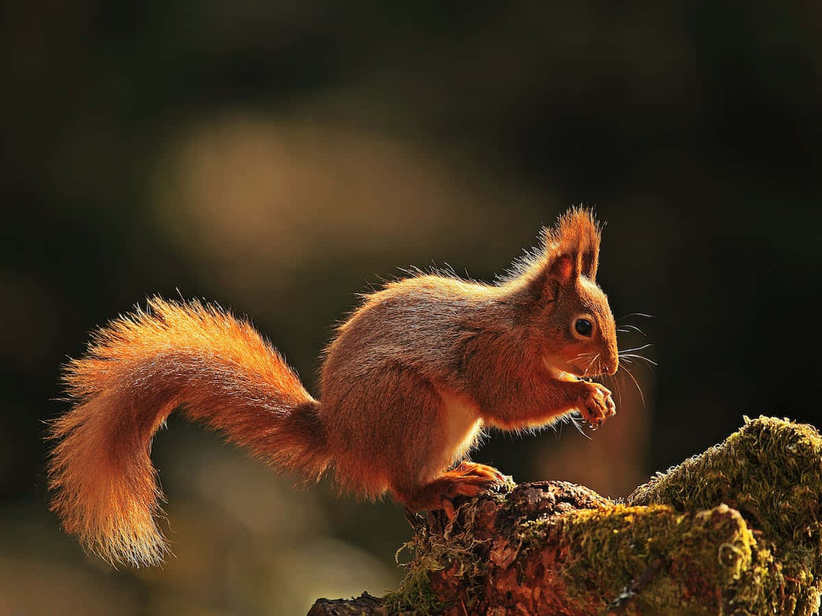 Unascoiattolo Rosso È Seduto Su Un Ceppo D'albero