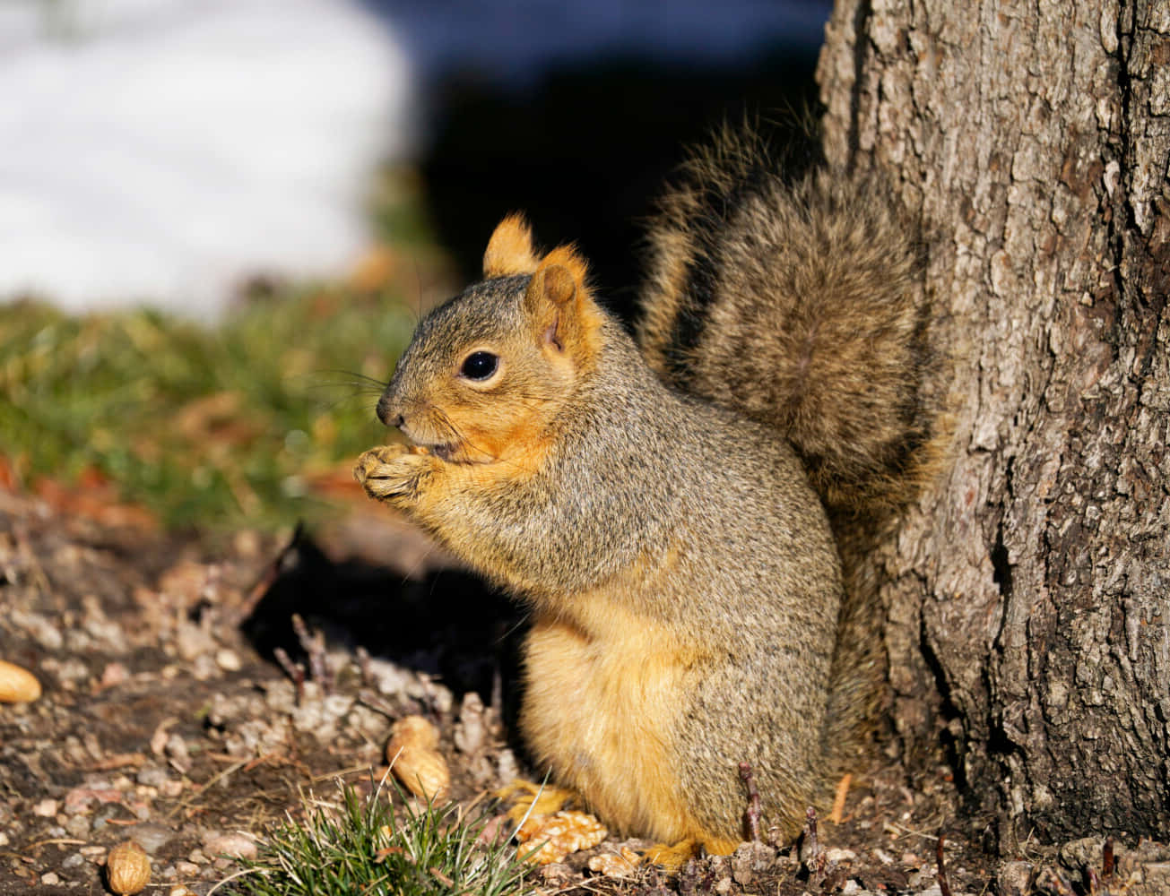 A playful squirrel enjoying its natural environment