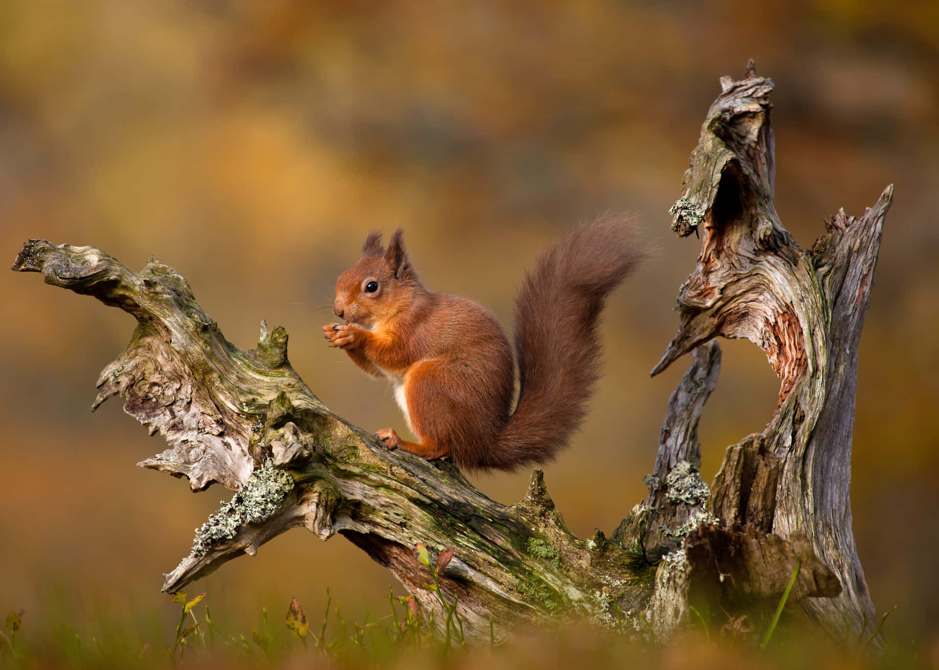 A curious red squirrel caught peeking out from behind a tree
