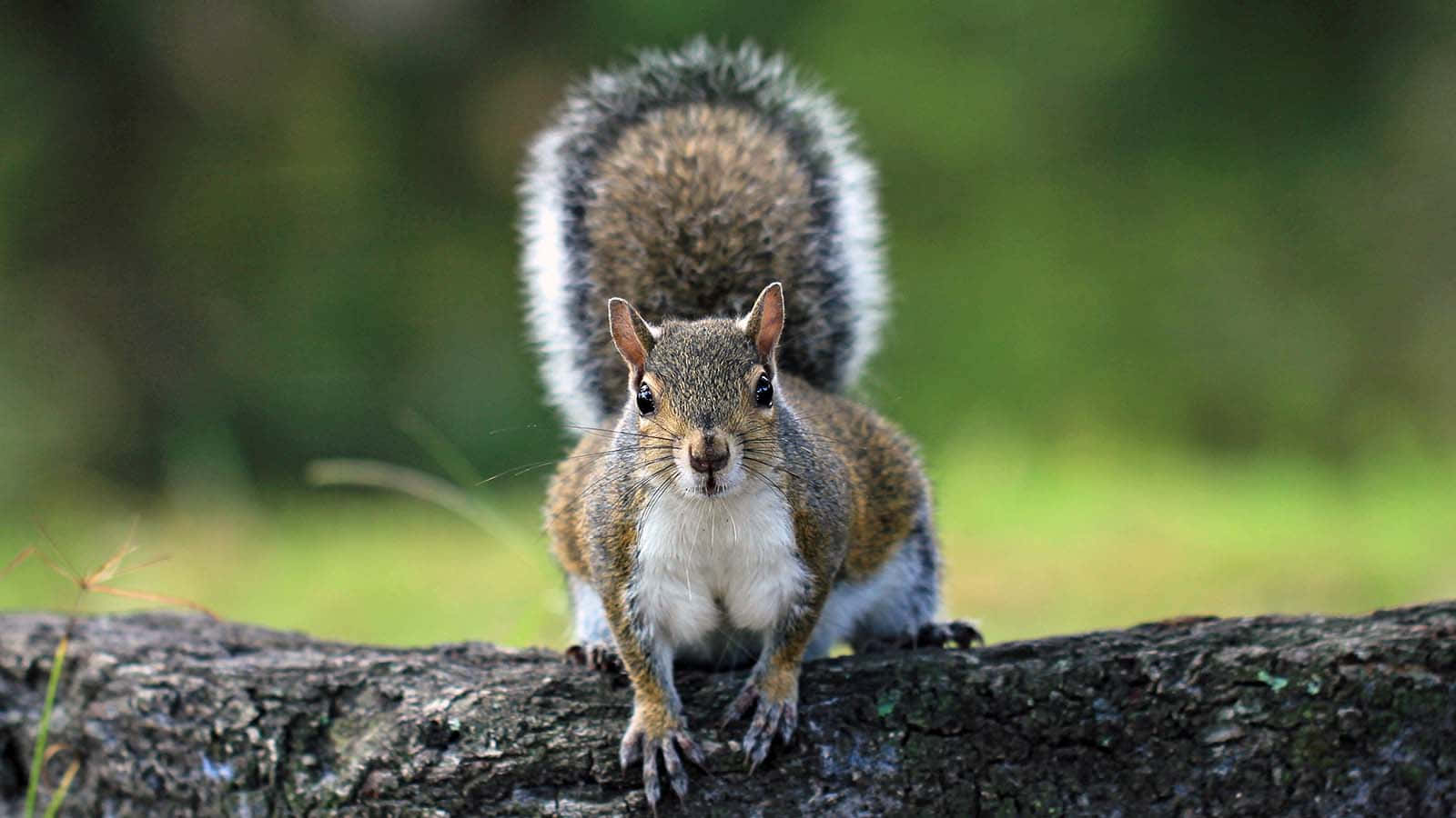 Image  Up Close With Nature - A Friendly Squirrel