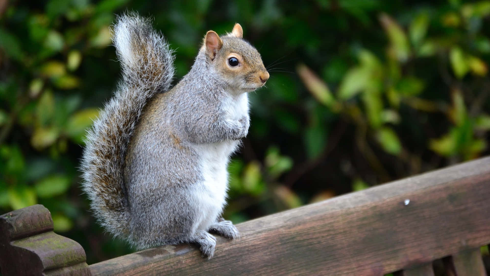 A fluffy squirrel gathers nuts for winter.