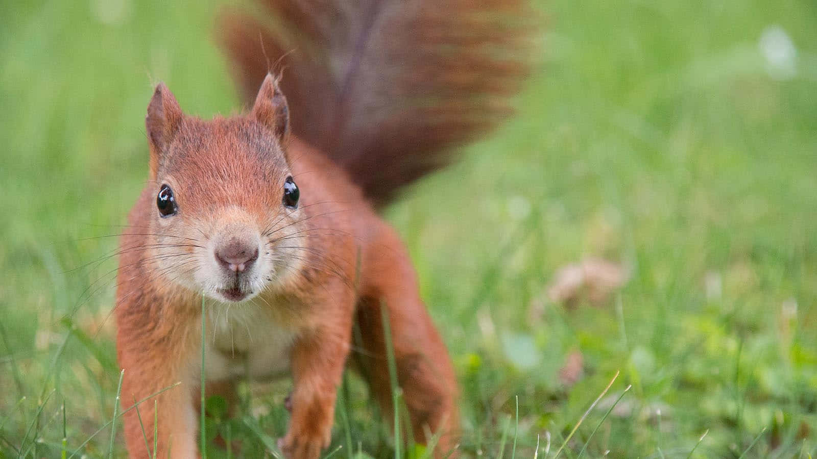Förhäxandeaaroshi Squirrel
