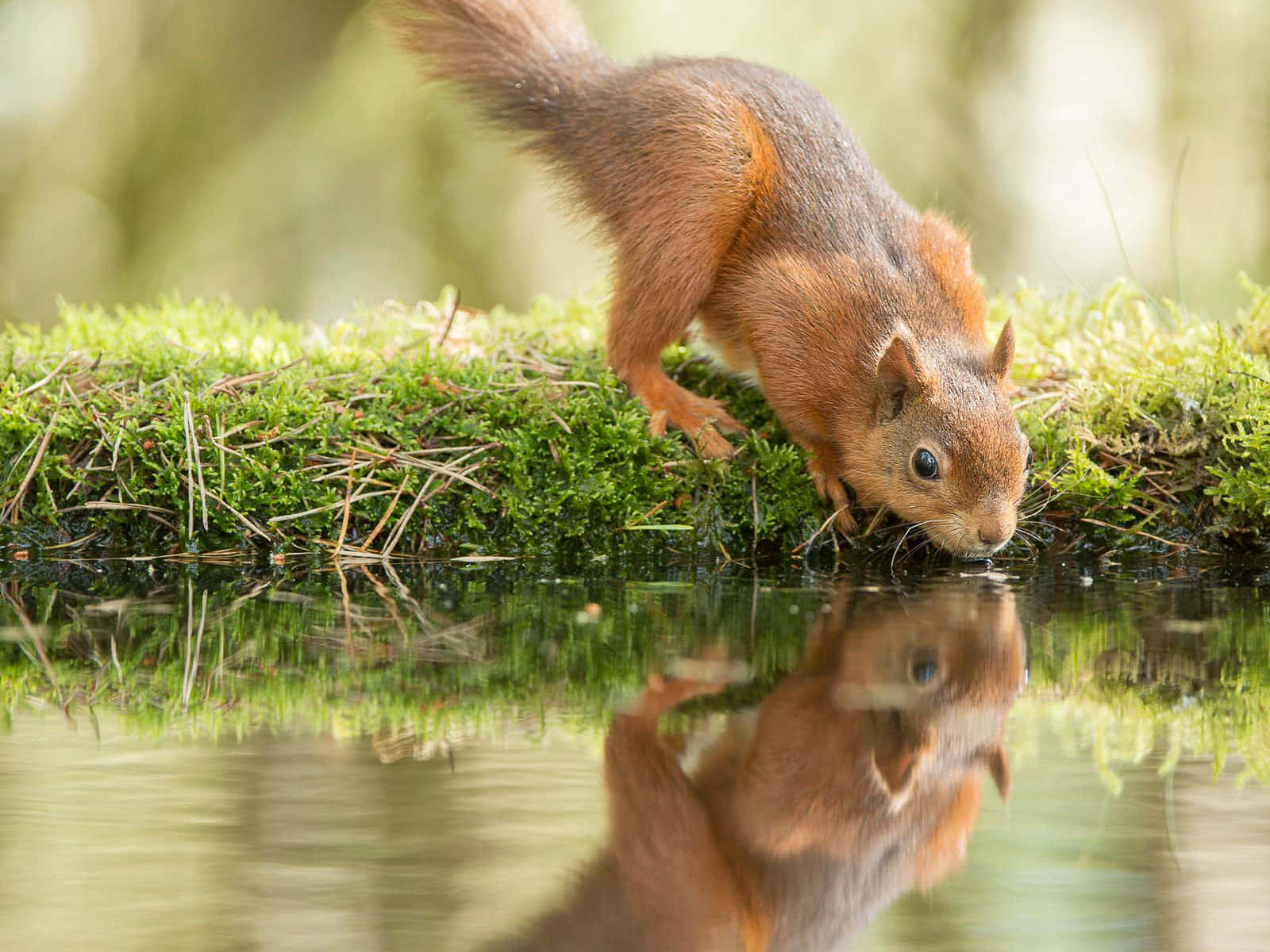 A curious red squirrel exploring its environment