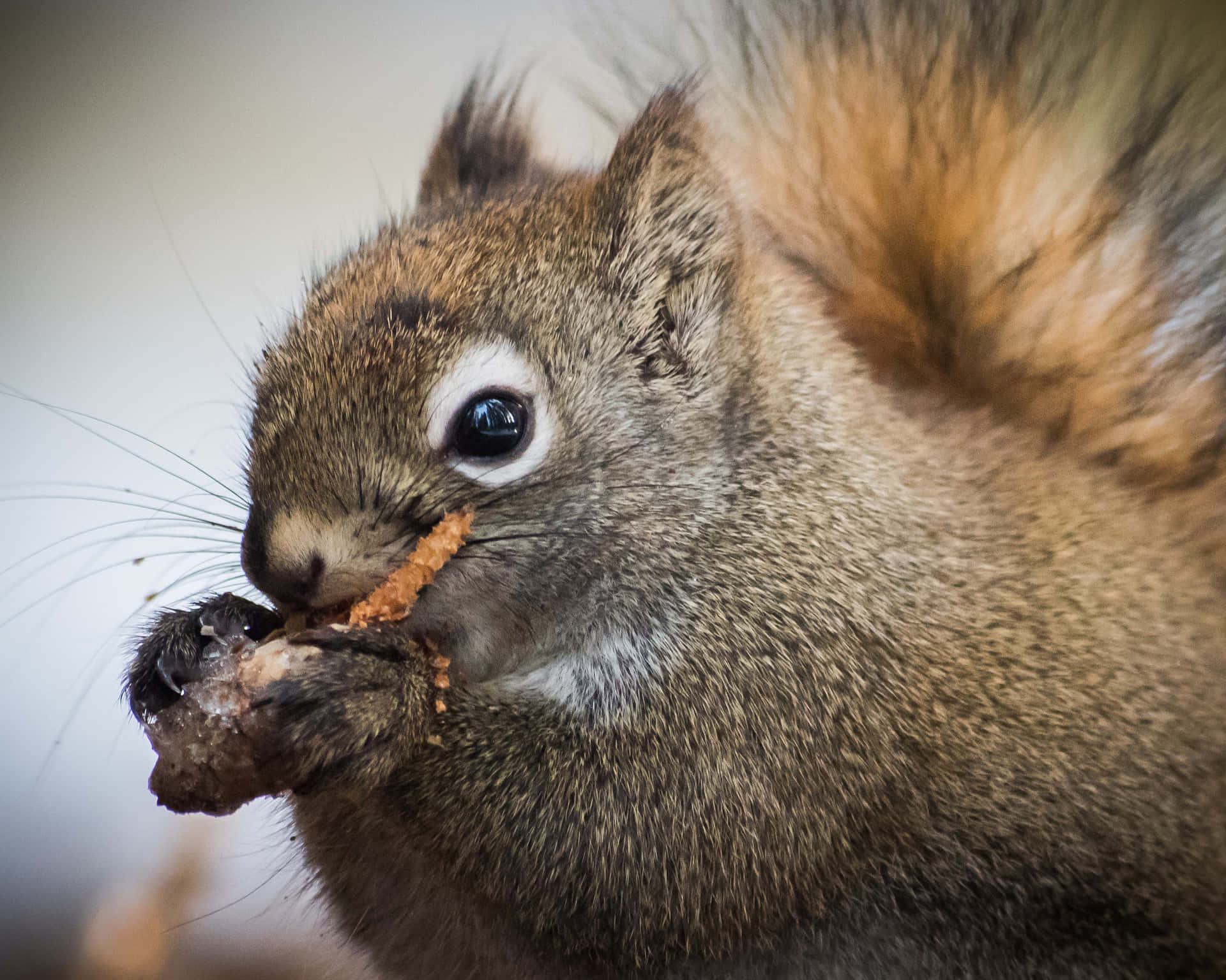 An Adorable Squirrel Taking a Snack Break