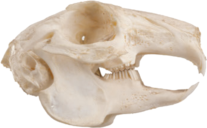 Squirrel Skull Side View PNG