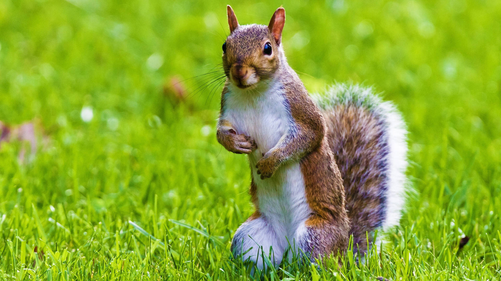 Squirrel Standing On Grass Wallpaper