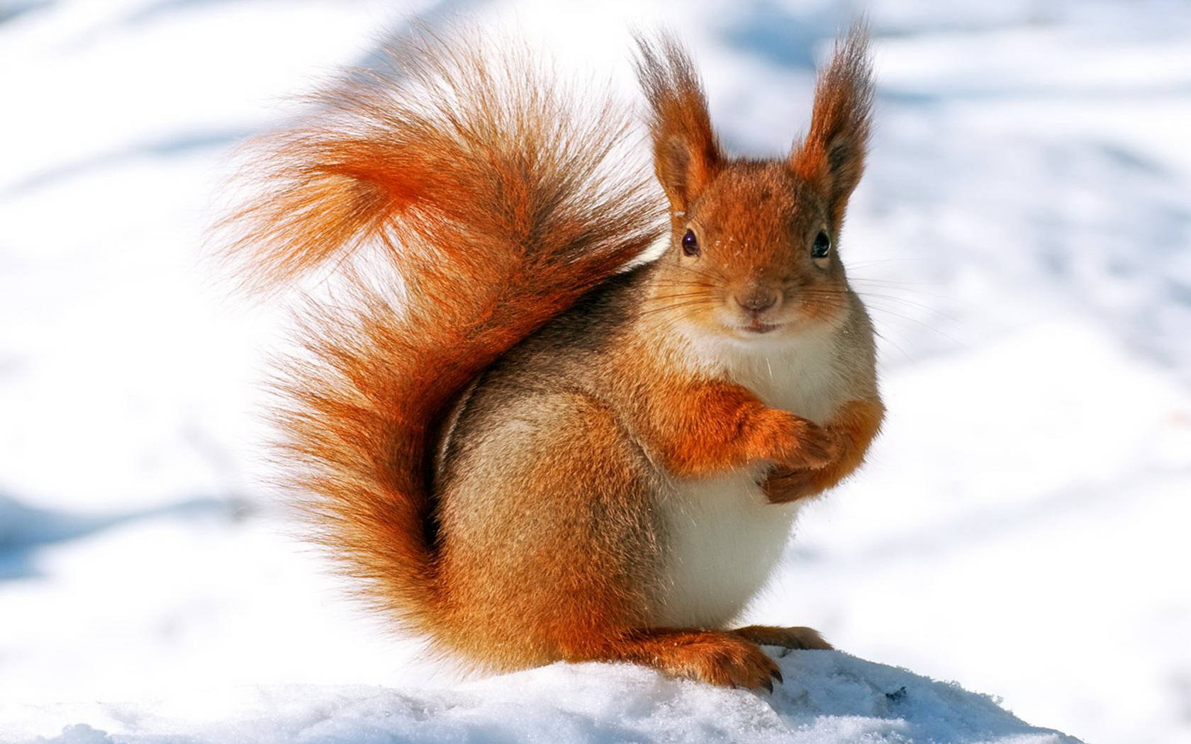 Squirrel Wallpapers - Top Free Squirrel Backgrounds - WallpaperAccess