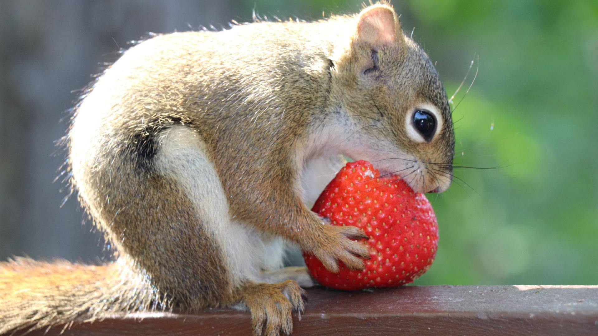 Squirrel With A Strawberry Desktop Wallpaper