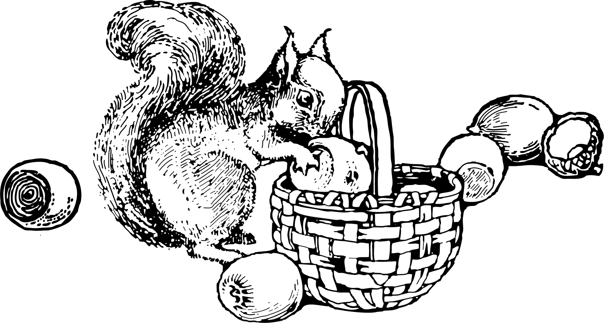 Squirrel With Nuts Sketch PNG