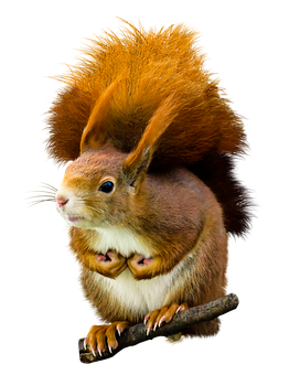 Squirrel_with_ Twisted_ Body_ Illusion PNG