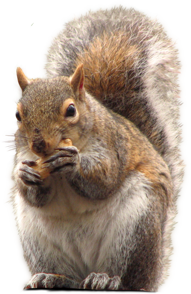 Squirrel_ Eating_ Nut.png PNG