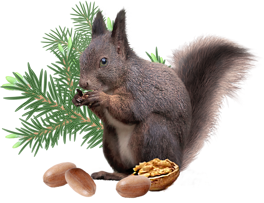 Squirrel_ Eating_ Nuts_ Transparent_ Background.png PNG