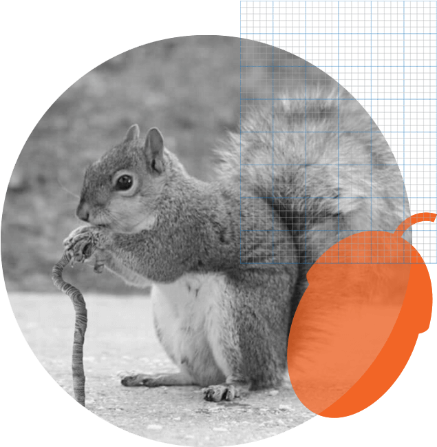 Squirrel_ Eating_in_ Geometric_ Overlay PNG