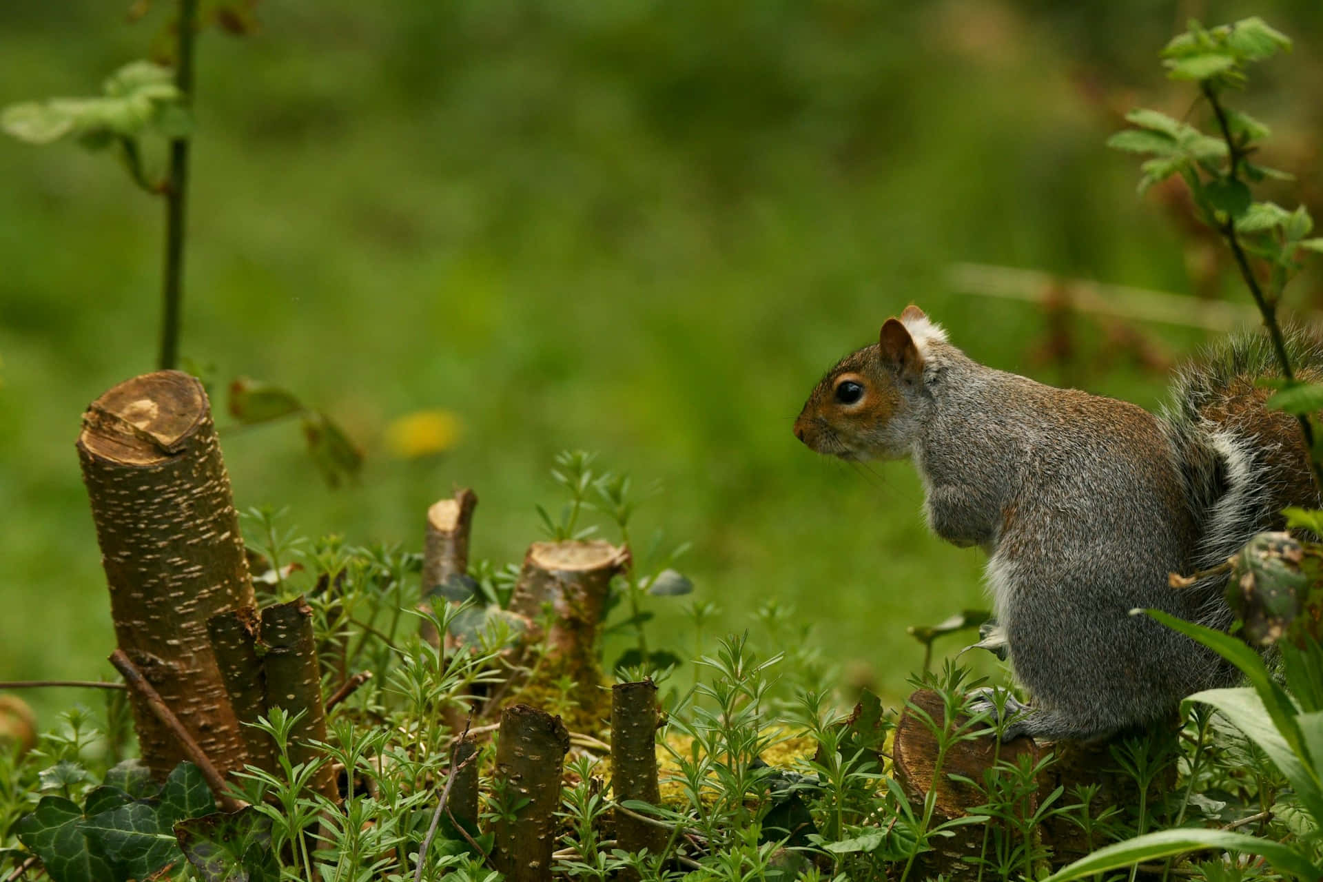 Squirrel Di Tanaman Hijau Wallpaper