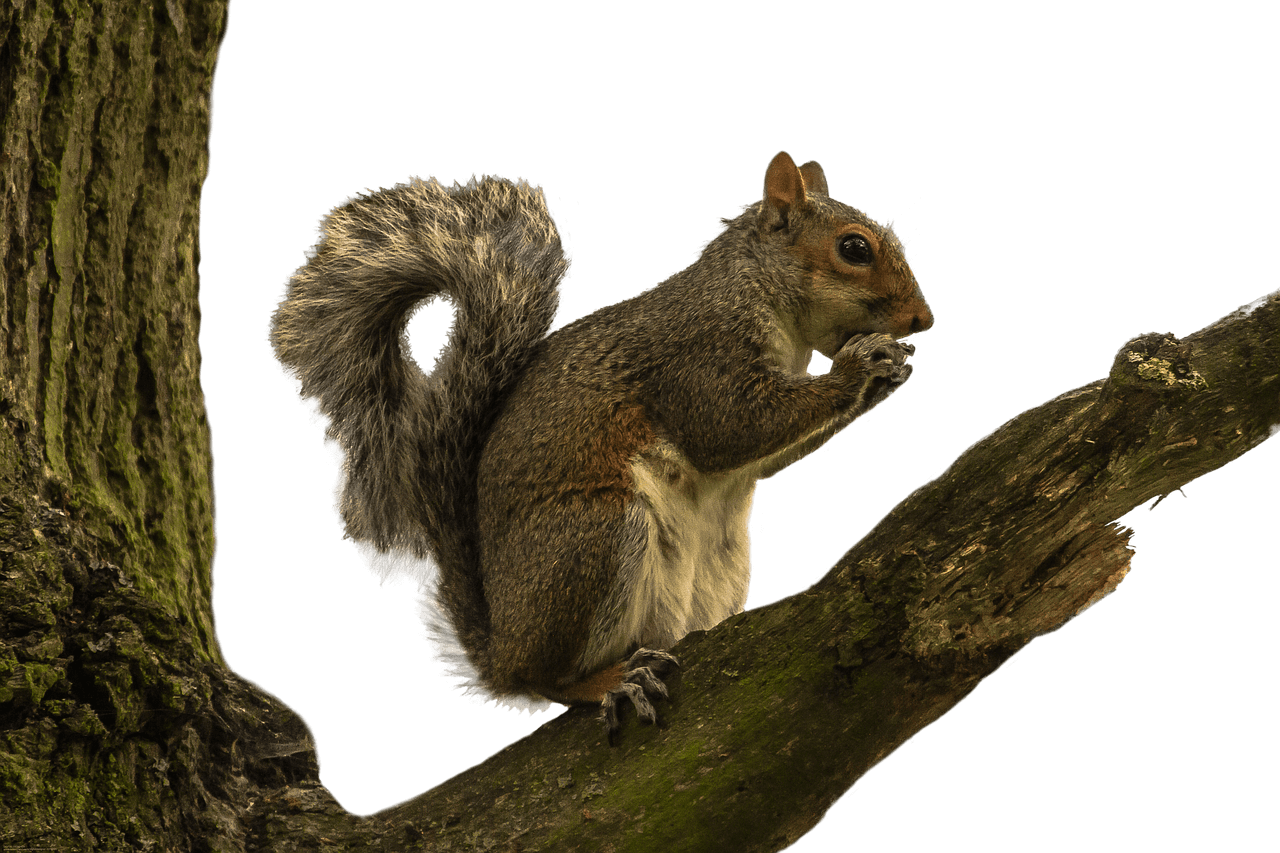 Squirrelon Tree Branch PNG