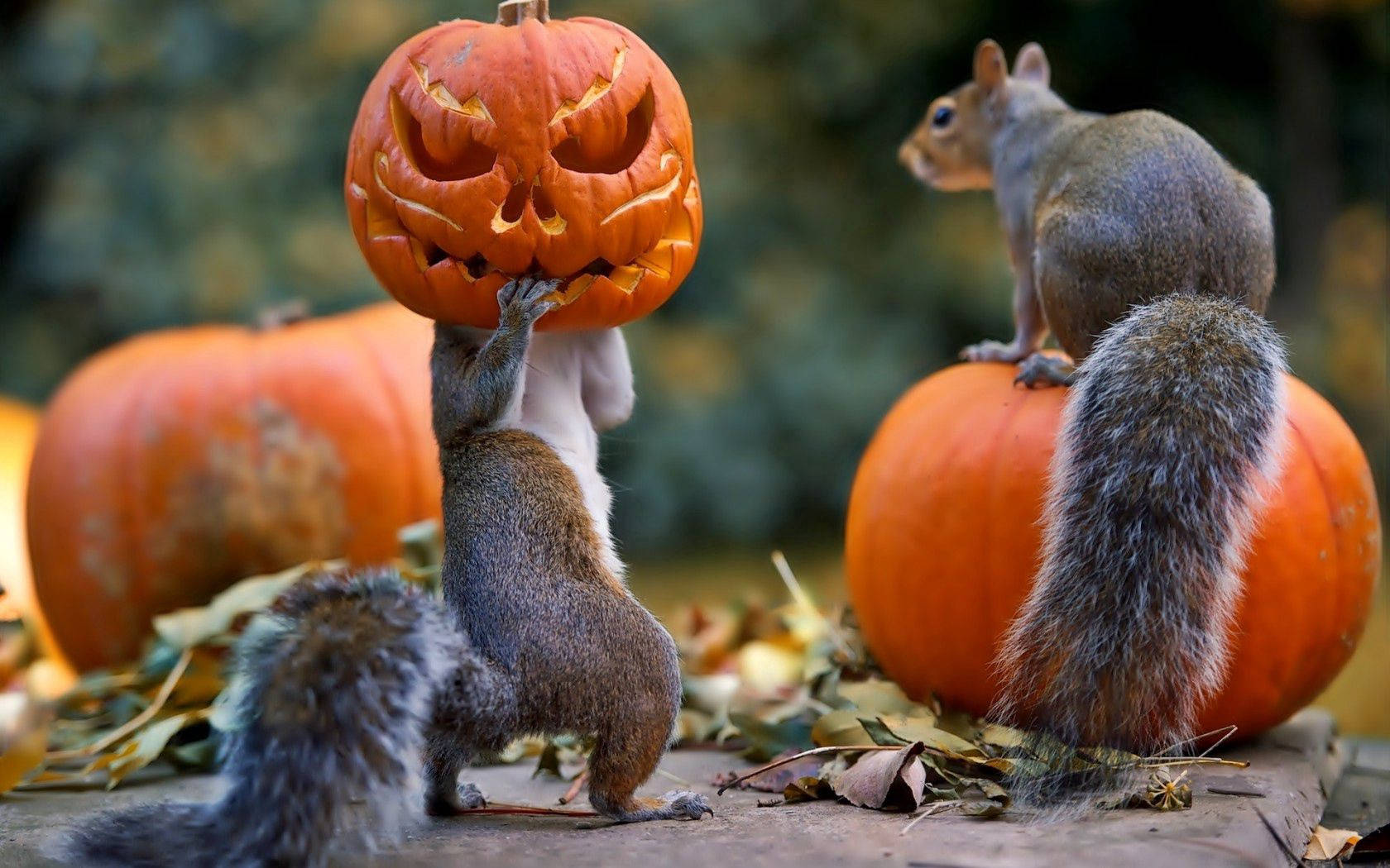 Squirrels holding a pumpkin on a forest, one squirrel on top of a pumpkin for halloween