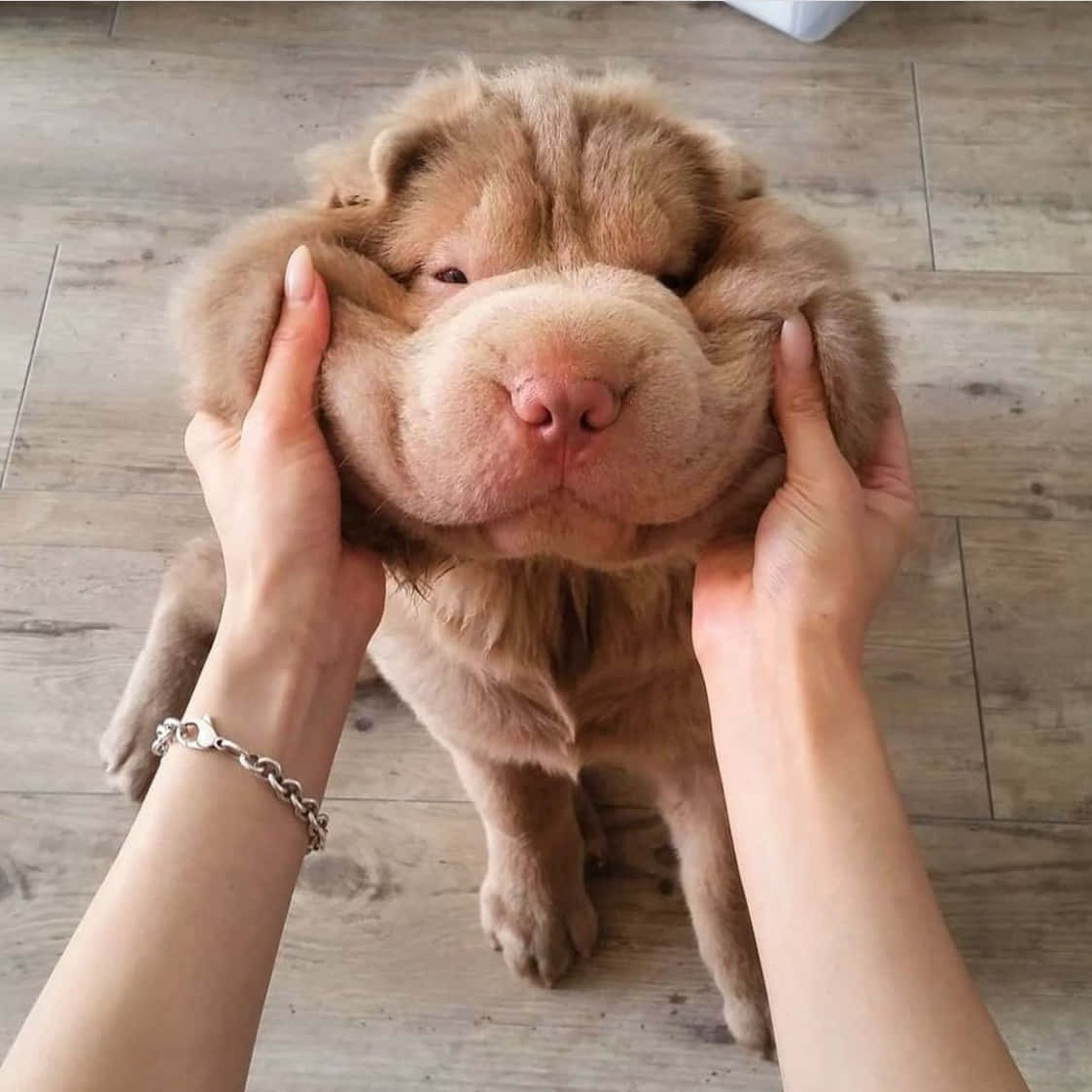 Squishy Faced Chubby Puppy Wallpaper