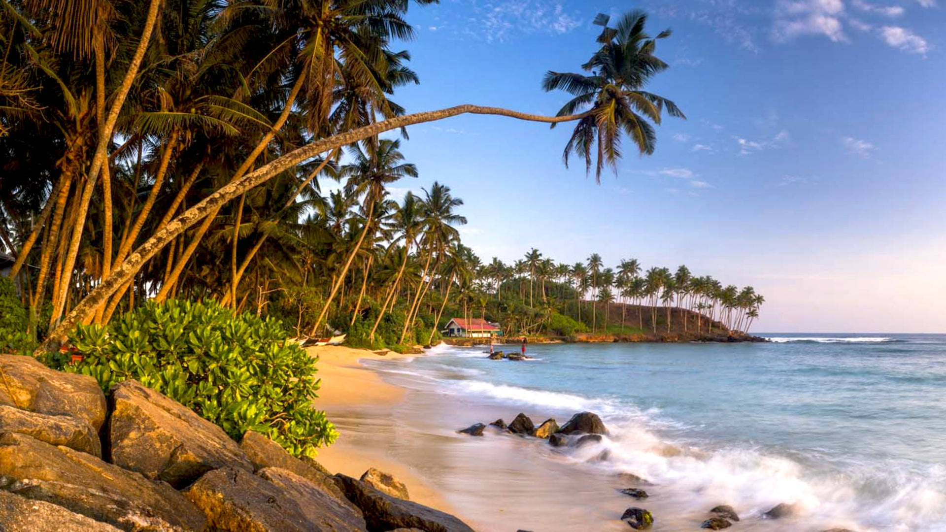 Sri Lanka Mirissa Beach Palms Background