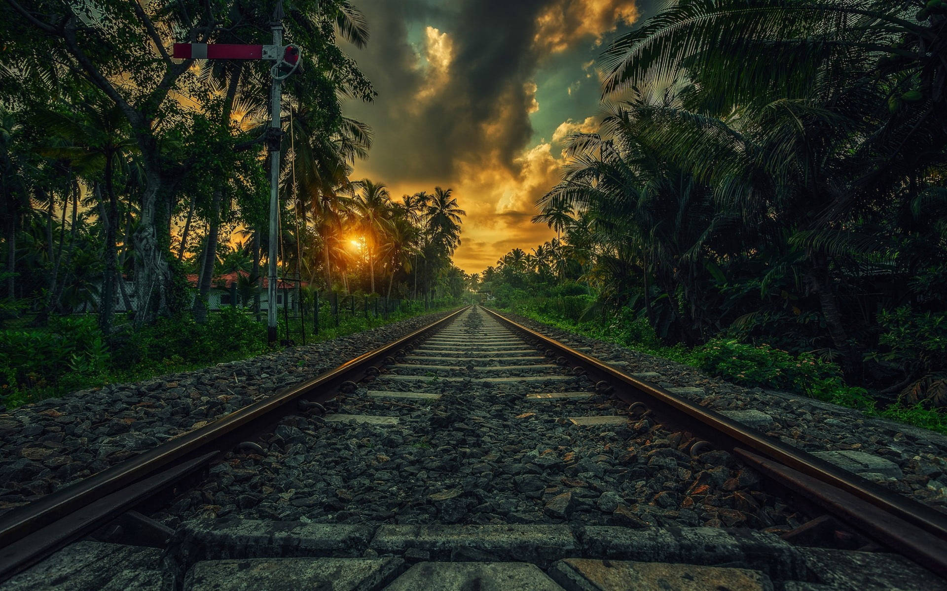 Sri Lanka Railway Palms Sunset Picture