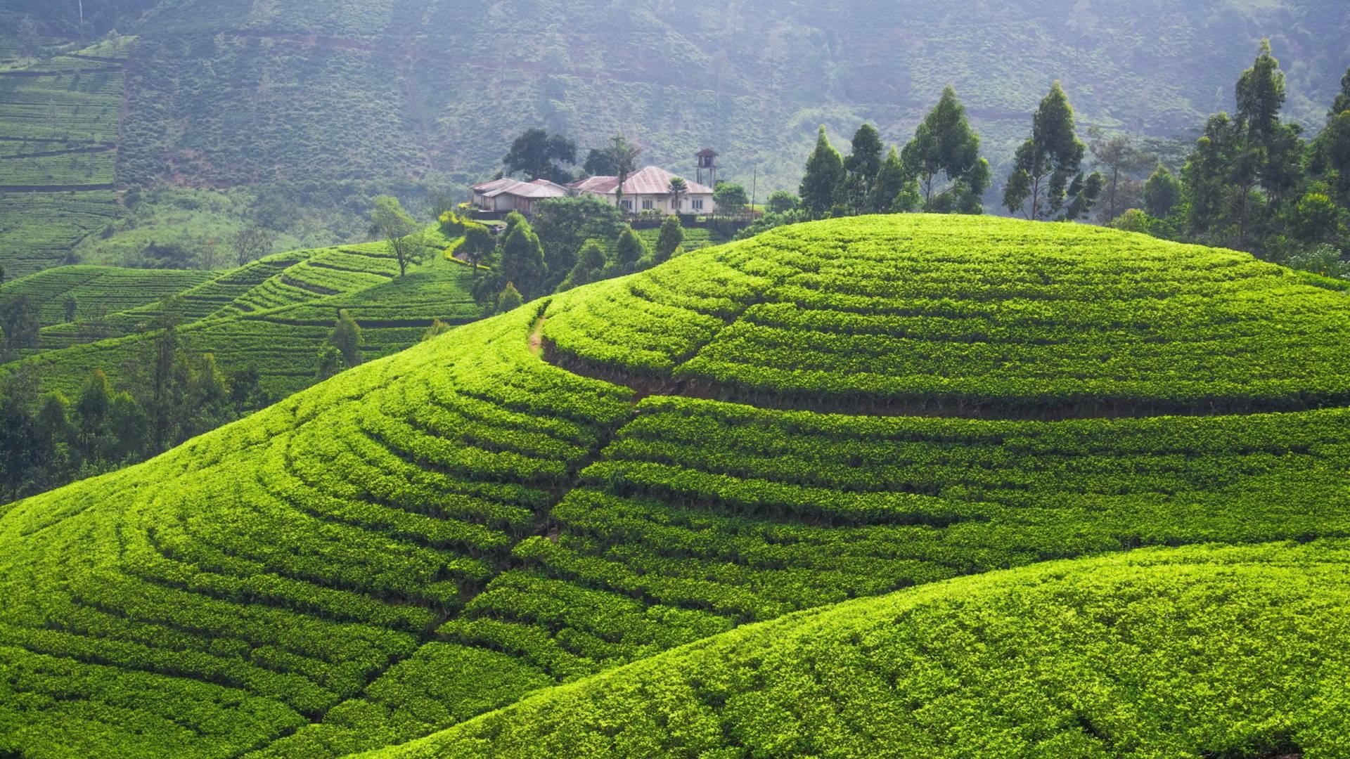 Sri Lanka Tea Plantation Hills Background