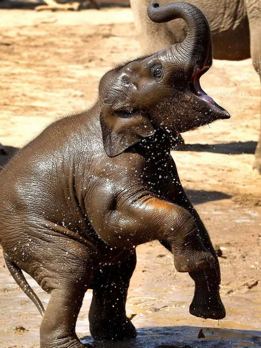 Sri Lankan Cute Elephant Playing Mud Wallpaper