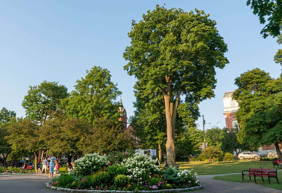 St Albans Park Summer Evening Wallpaper