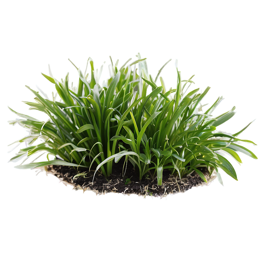 St. Augustine Grass Png 04292024 PNG