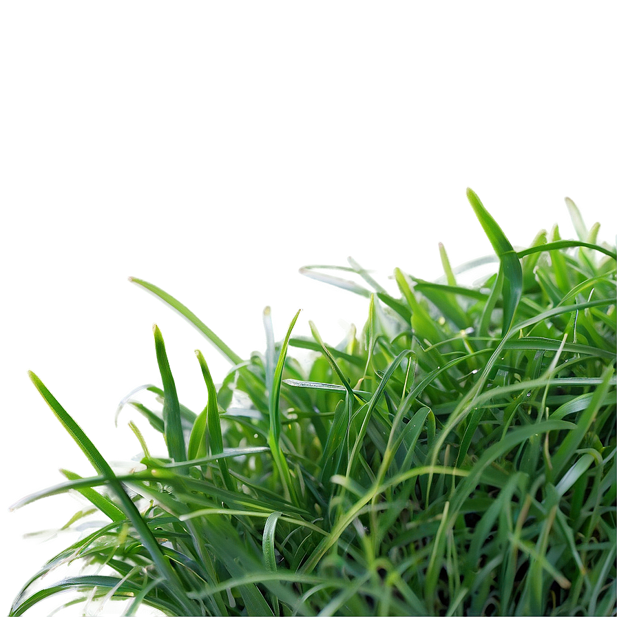 St. Augustine Grass Png 79 PNG