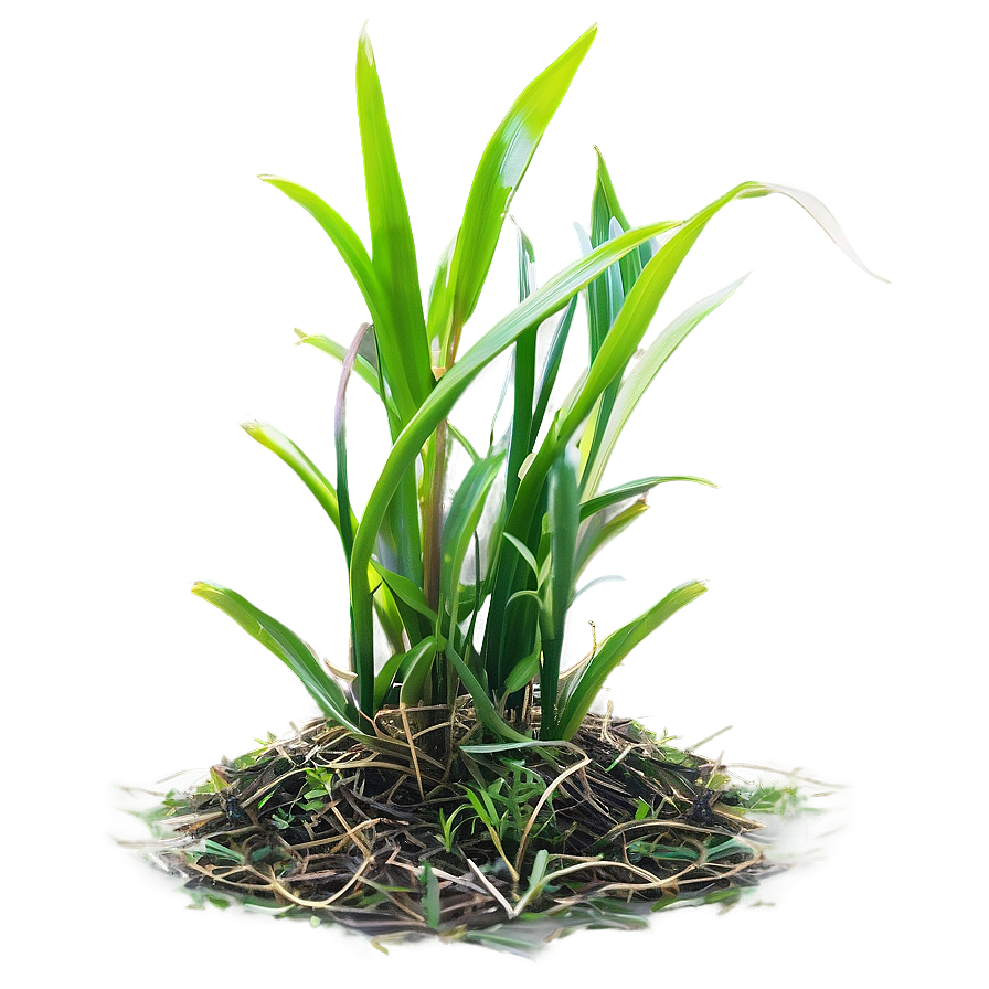 St. Augustine Grass Png Utd66 PNG