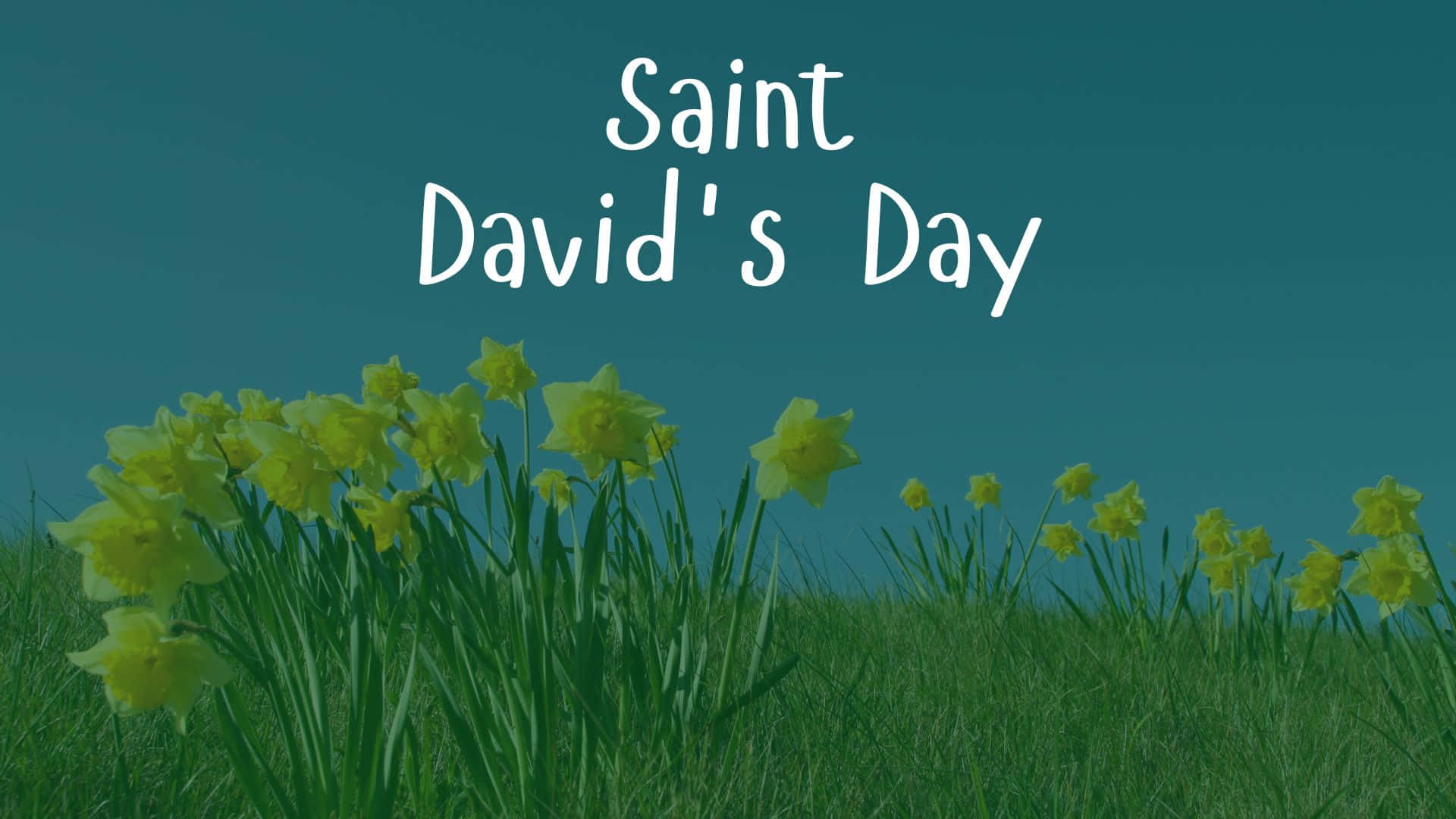 St David's Day Wallpaper