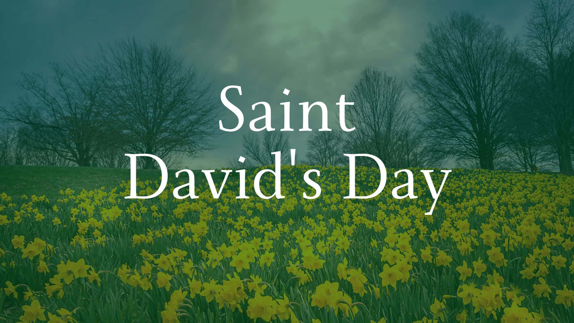 St David's Day Wallpaper