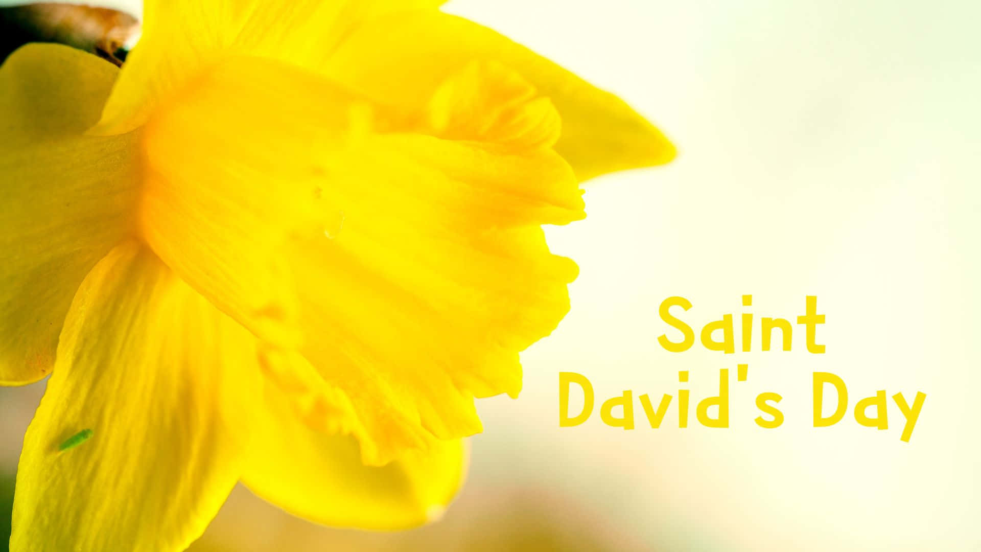 St David's Day Wallpaper