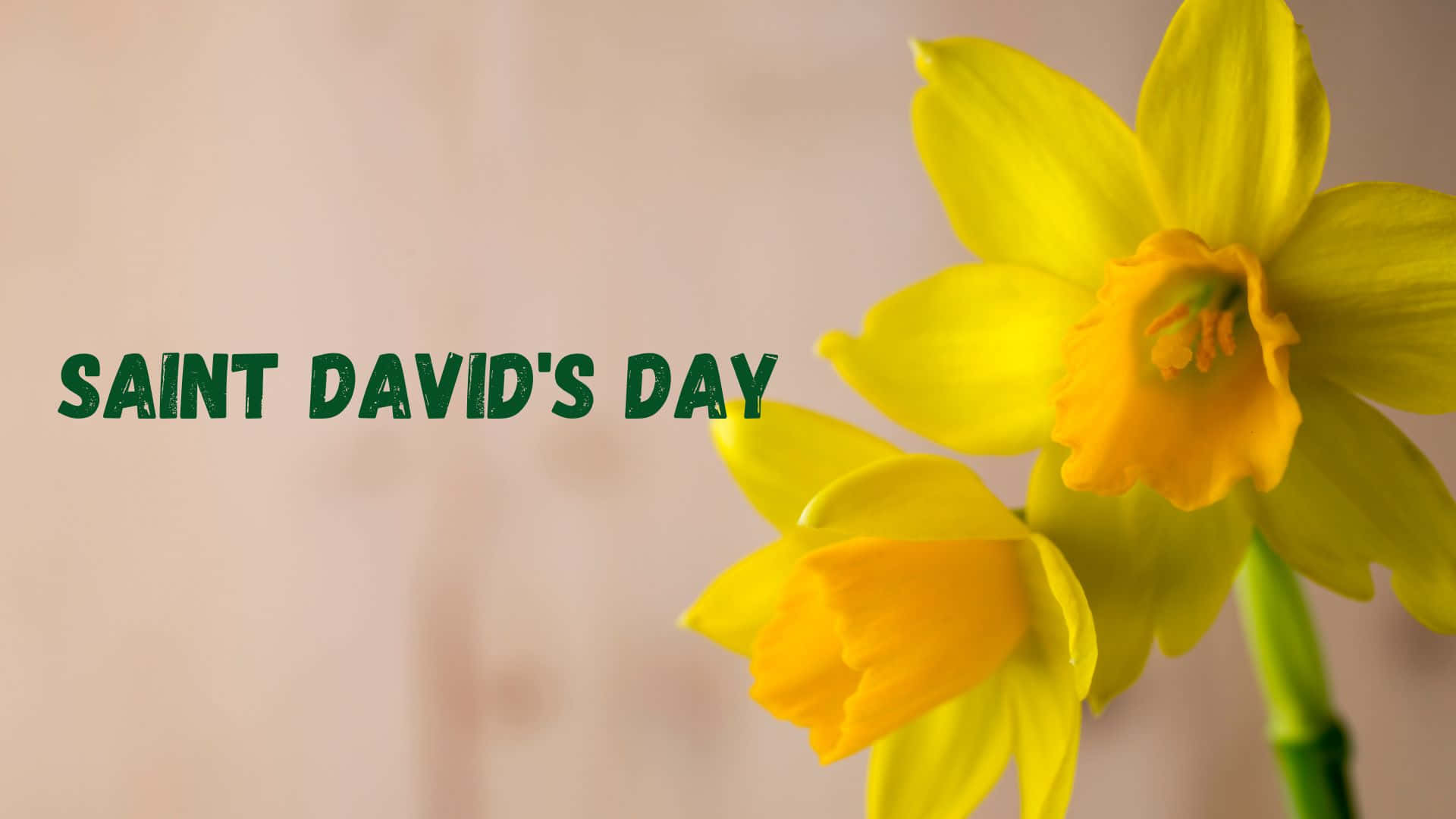 St David's Day Wallpaper