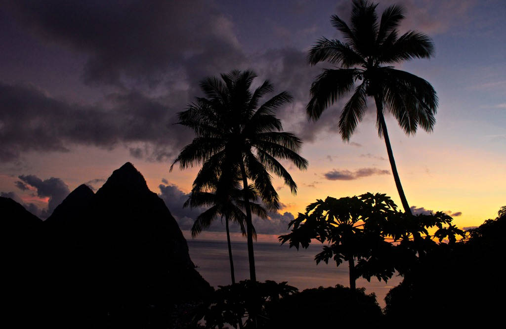 St. Lucia Palm Trees Wallpaper