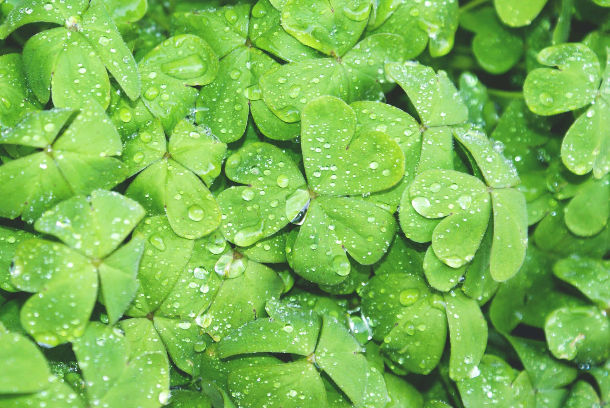 Unprimo Piano Di Una Foglia Verde Con Gocce D'acqua