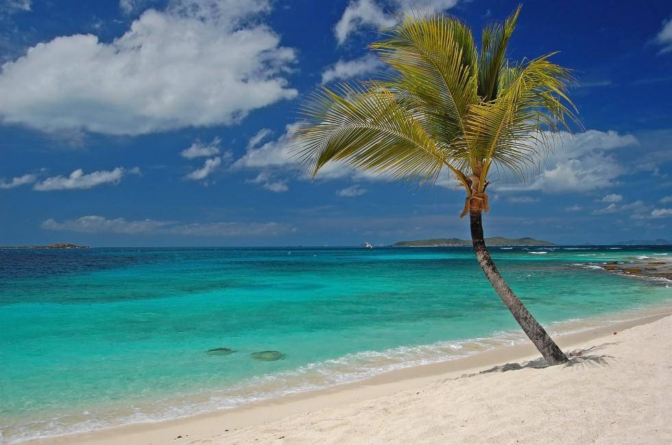 St Vincent And The Grenadines Coconut Tree Wallpaper