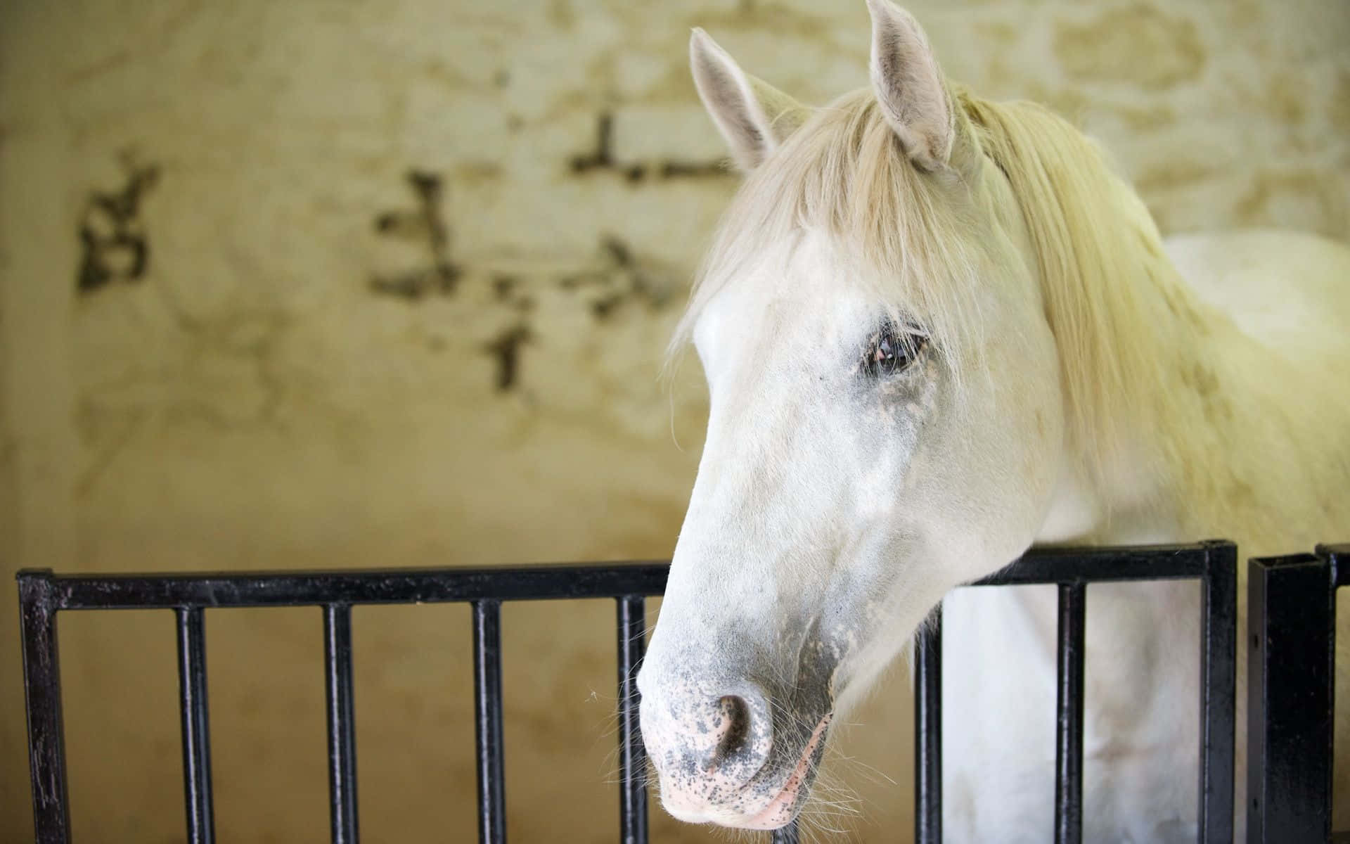 Как зовут лошадку. Клички лошадей. Имена для белых лошадей. Лошадь со светлыми глазами. Красивые имена для лошадей.