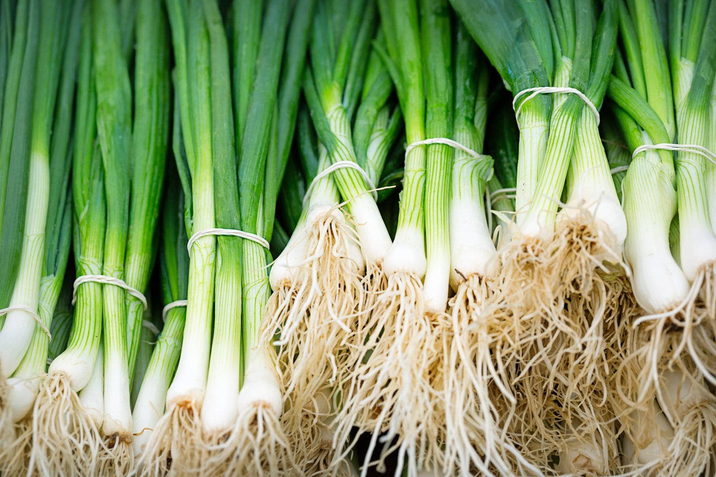 Stacked Fresh Long Spring Onions Wallpaper