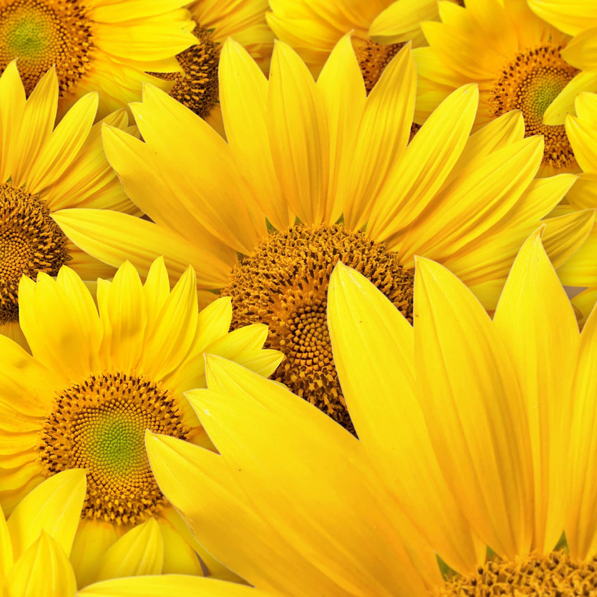 Stacked Yellow Sunflowers Ipad Background