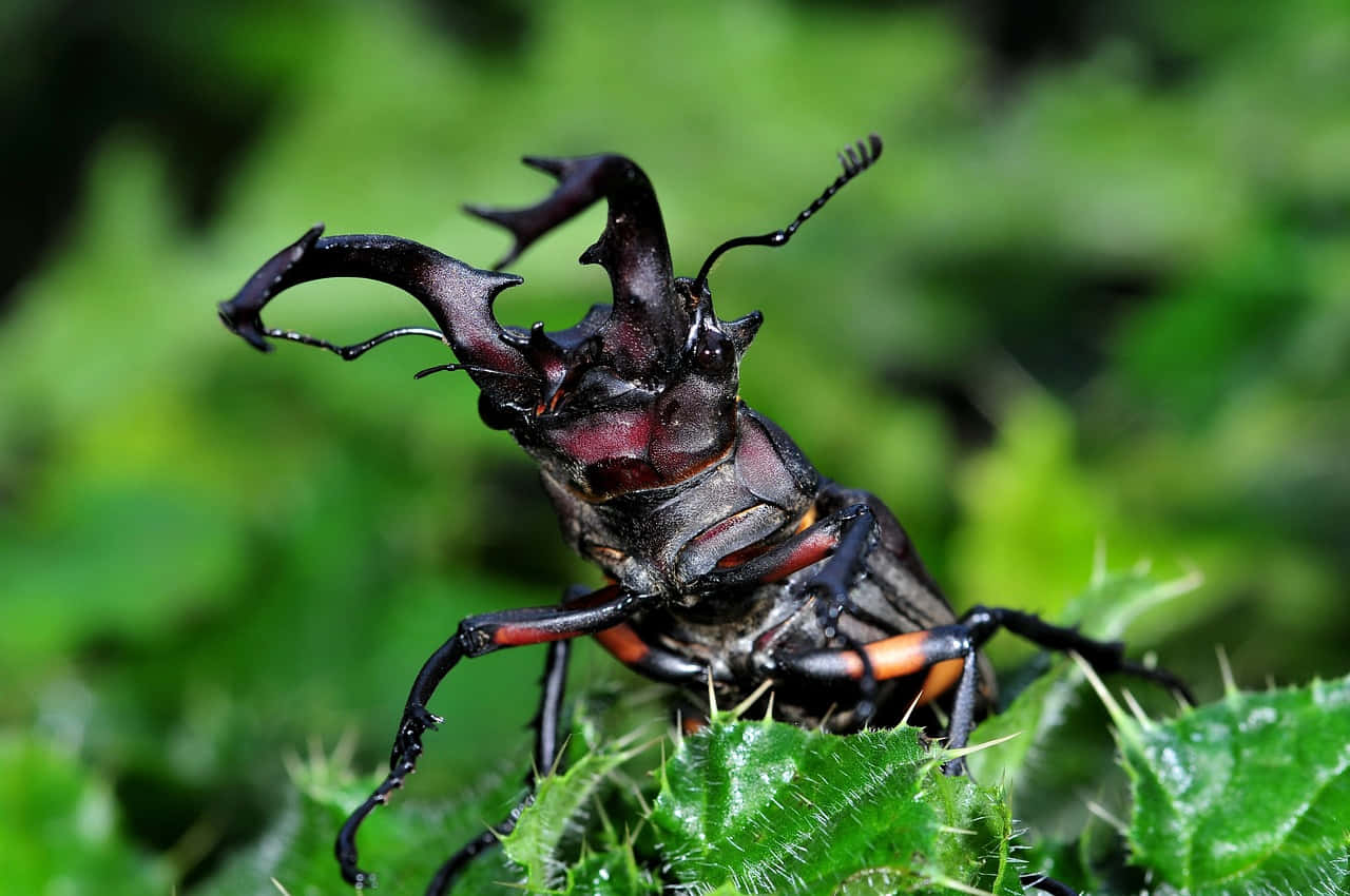 Stag Beetle Majestic Antlers Wallpaper