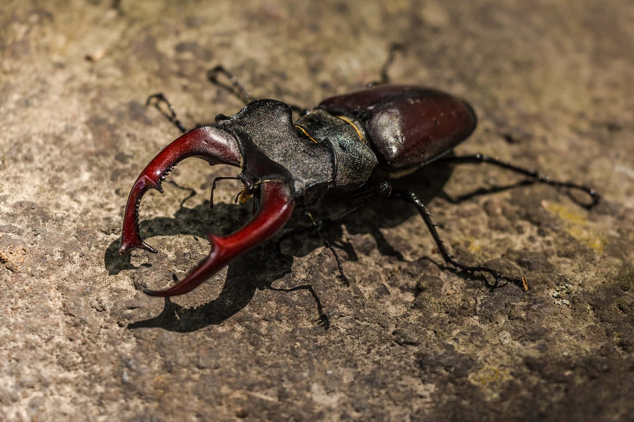 Stag Beetle Majestic Mandibles Wallpaper