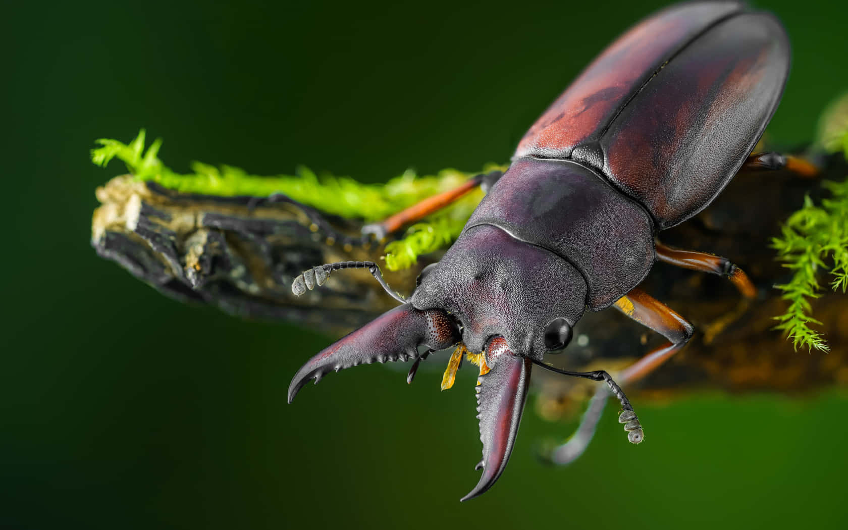 Stag Beetle Majestic Mandibles Wallpaper