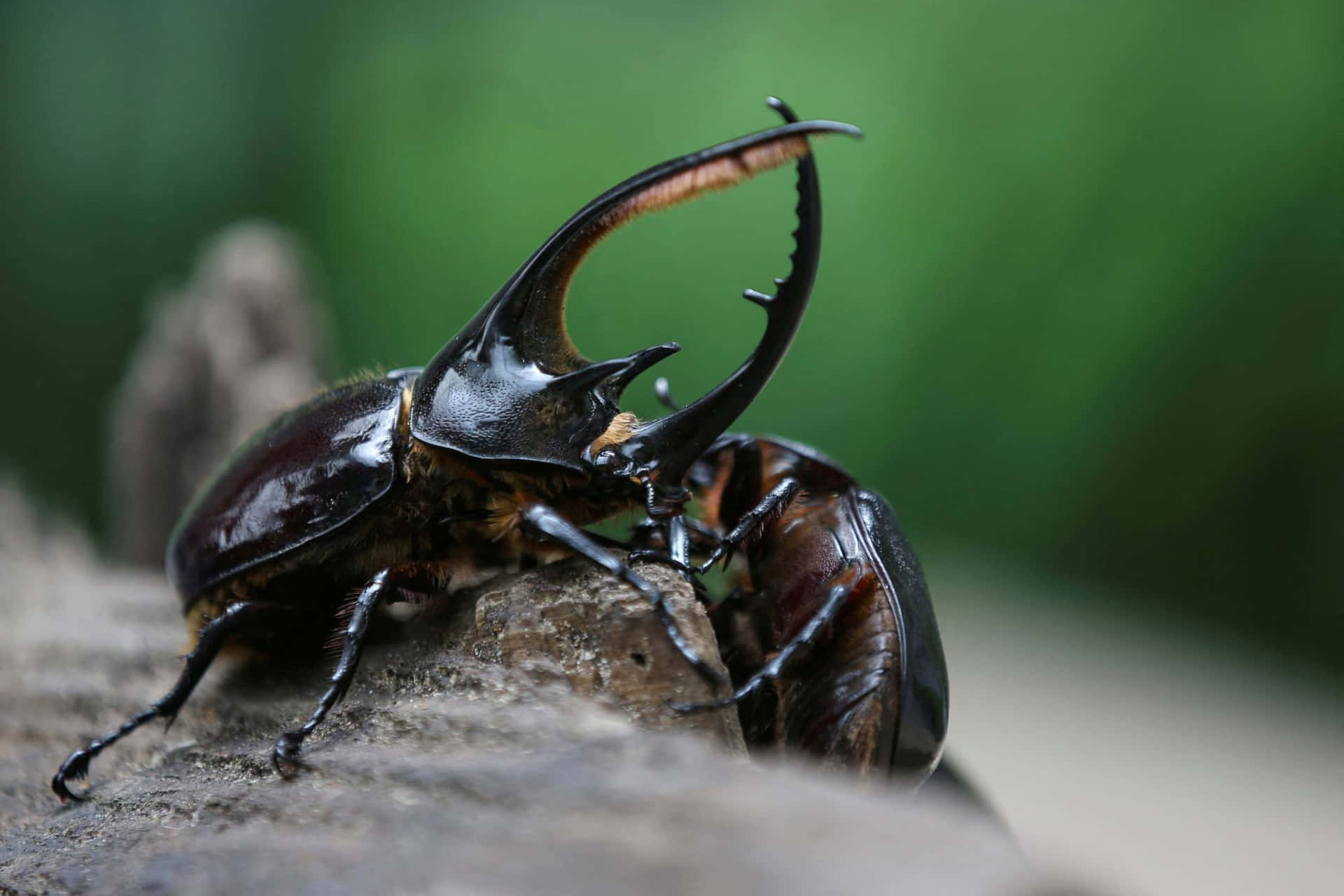 Stag Beetle Majestic Pose Wallpaper