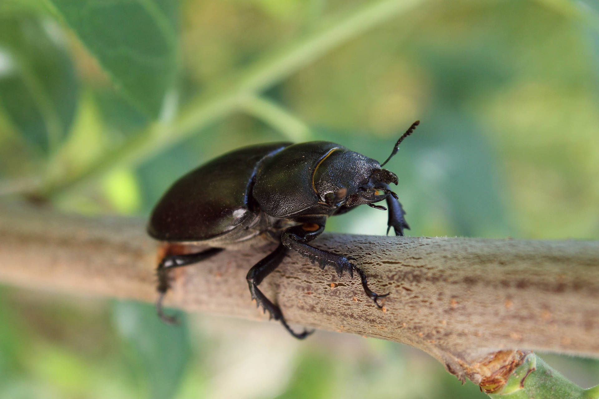 Stag Beetle On A Branch Wallpaper