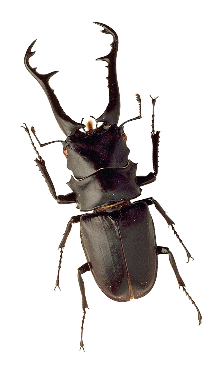 Stag Beetle Portrait PNG