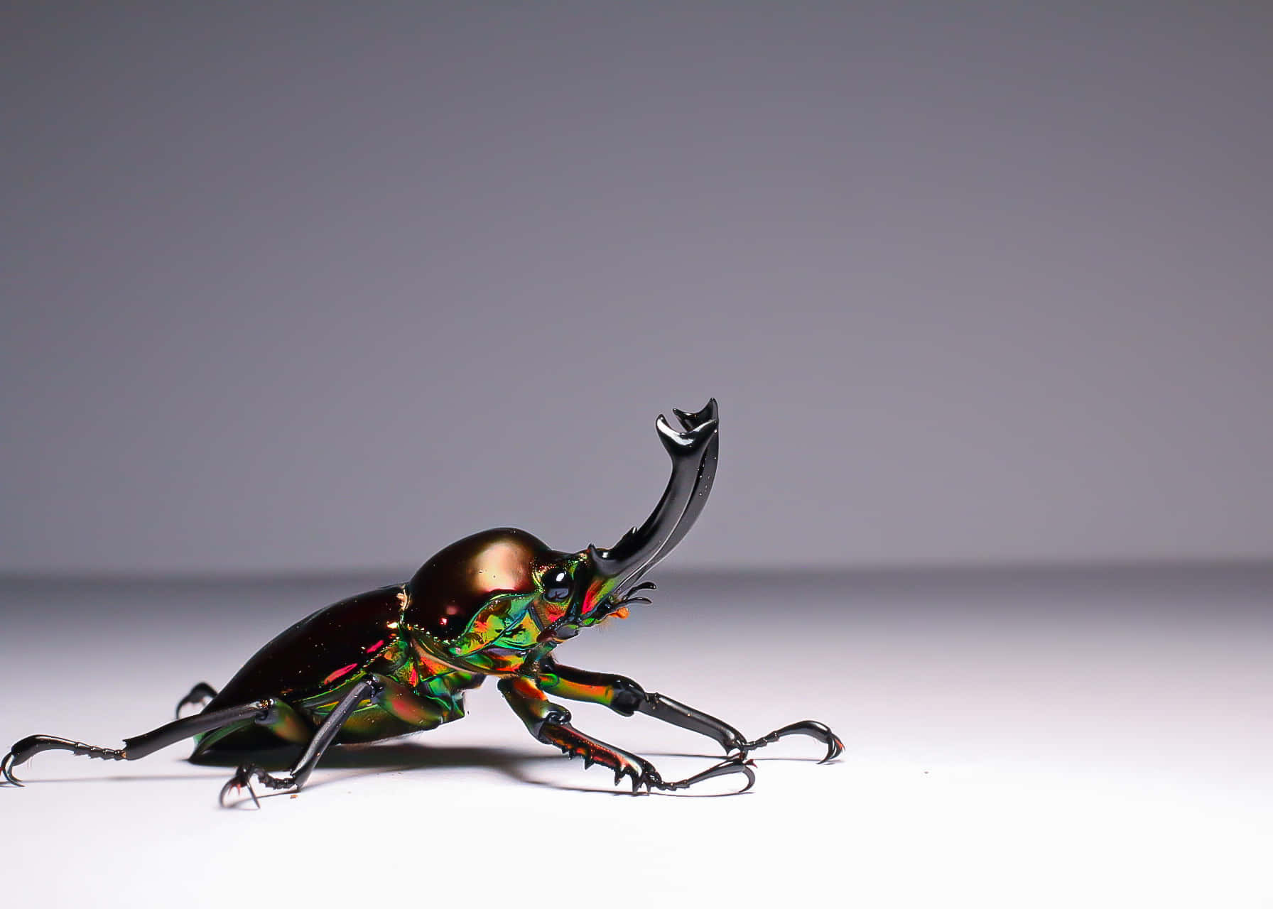 Stag Beetle Profile Wallpaper