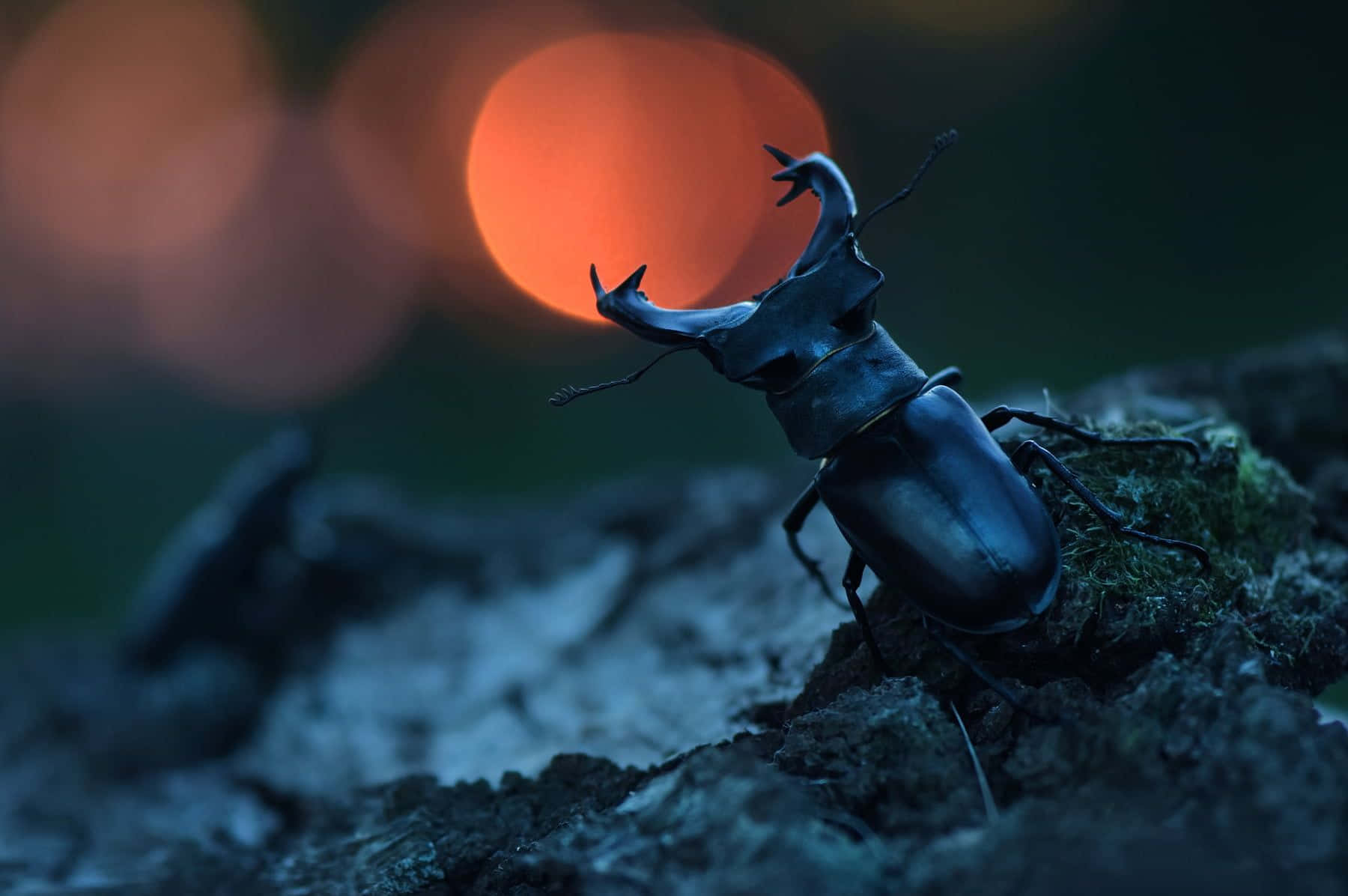 Stag Beetle Sunset Silhouette Wallpaper